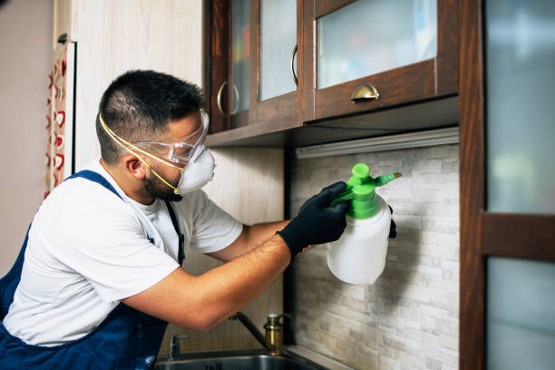 Best Flea Control Services  in San Carlos, AZ