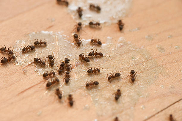Best Termite Control Services  in San Carlos, AZ